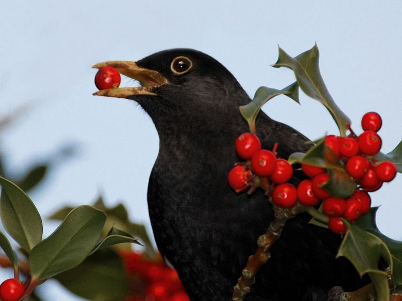 Brilliant berry buffet for birds